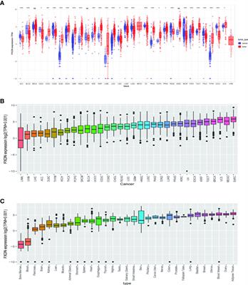 A systematic pan-cancer analysis of PXDN as a potential target for clinical diagnosis and treatment